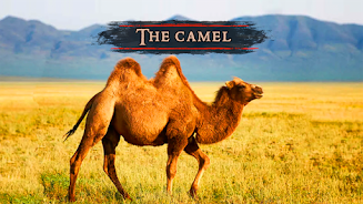 The Camel Screenshot2