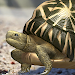 Tortoise to grow relaxedly APK