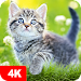 Cat Wallpapers & Cute Kittens APK