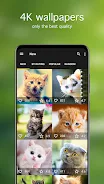 Cat Wallpapers & Cute Kittens Screenshot2