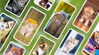 Cat Wallpapers & Cute Kittens Screenshot1