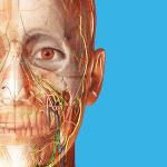 Human Anatomy Atlas 2023 APK