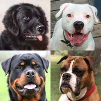 Dogs Quiz - Guess Popular Dog Breeds on the Photos APK