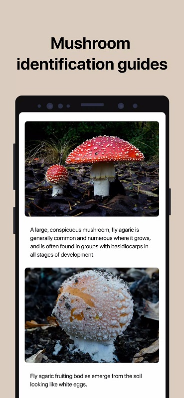 Picture Mushroom Screenshot3