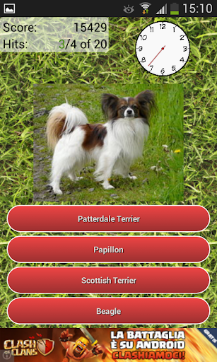 Dog Breeds Quiz Screenshot3