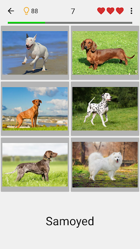 Dogs Quiz - Guess Popular Dog Breeds on the Photos Screenshot4