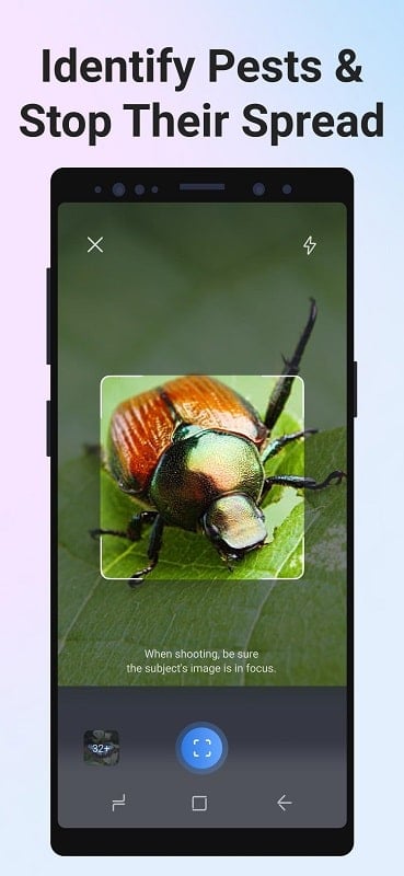 Picture Insect: Bug Identifier Screenshot2