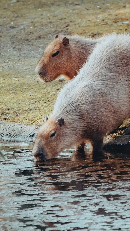 Capybara Wallpaper Screenshot4