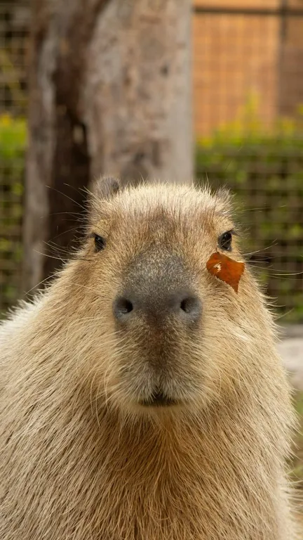 Capybara Wallpaper Screenshot1