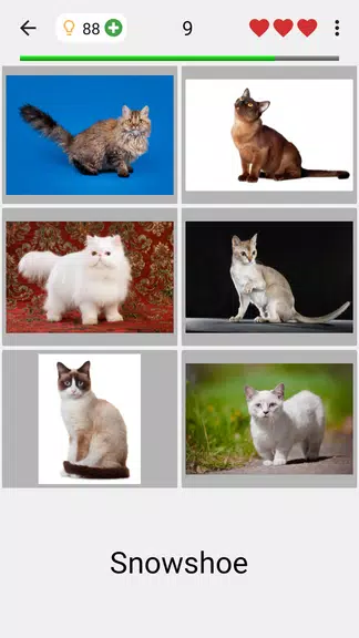 Cats Quiz Guess Popular Breeds Screenshot2