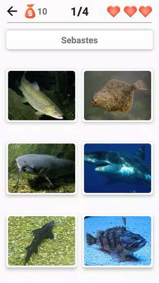 Animals - Quiz about Mammals! Screenshot3