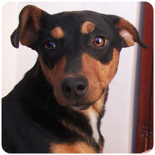 Dog Sounds APK