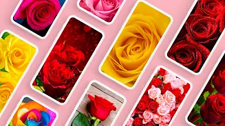 Rose Wallpapers 4K Screenshot1